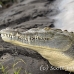 crocodile_american_tar_h_1028_cos1974.jpg